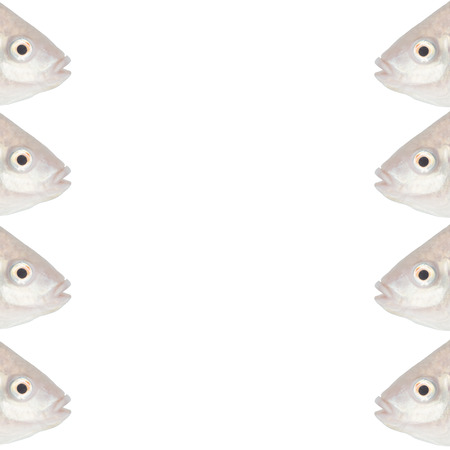 white tilapia background for your seafood restaurantの写真素材