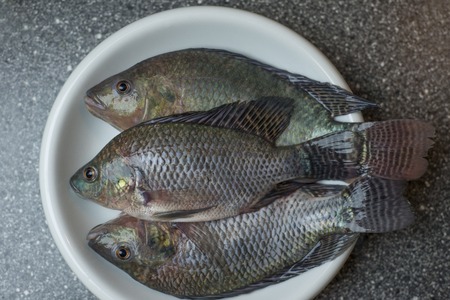 Freshly caught tilapia fish from local aquaculture on white plate ready for your cooking recipeの写真素材