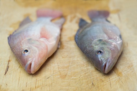 Tilapia Fish freshly harvested in urban fish farmの写真素材
