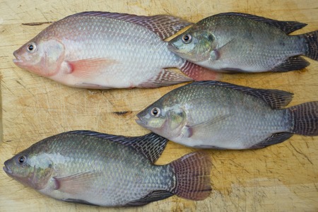 tilapia fish crop harvest. seafood preperation in urban kittchen. sustainable aquacultureの写真素材