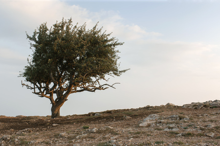 lonely treeの写真素材