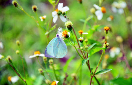 Light blue butterfly on white yellow flowers.