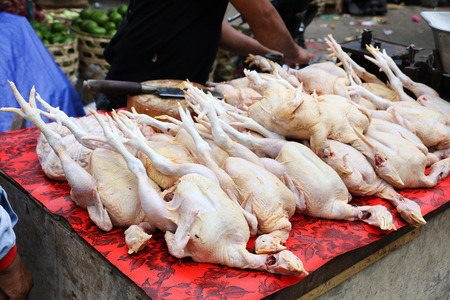 Fresh slaughtered chickenの写真素材