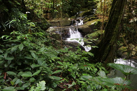 Tropical rainforest waterfall in Sabah Borneo,Malaysiaの写真素材