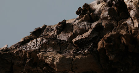 Rugged Bark Textures. Close-up, shallow dof.