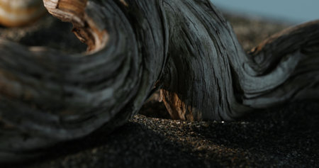 Driftwood on Sandy Beach. Close-up, shallow dof.