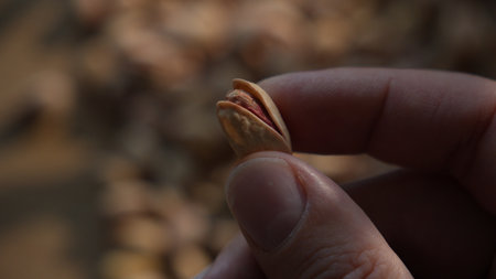 Hand holding single pistachio nut above blurred pile