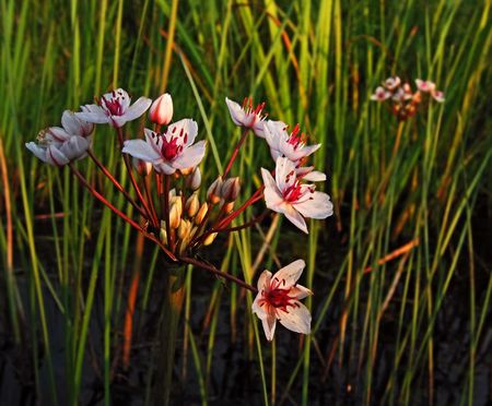 The beautiful pink flower grows on the rivers and lakes among a cane. Buds of a flower dismissed and still are not.の写真素材