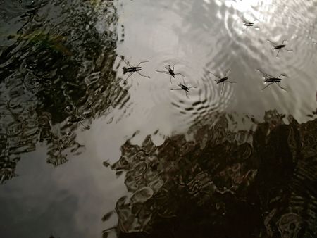 background - insect running on water -  powers of the surrface pullの写真素材