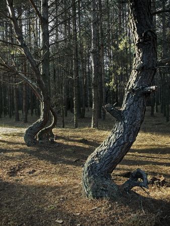 on background direct forest pines - zigzag  pinesの写真素材