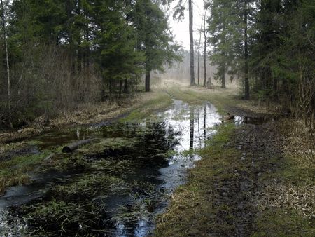 Evening - water road - fir-tree forest