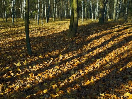 on autumn yellow foliage  interleaved shadows and illuminate areas