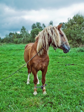 Brown horse with a white mane on a green meadowの写真素材