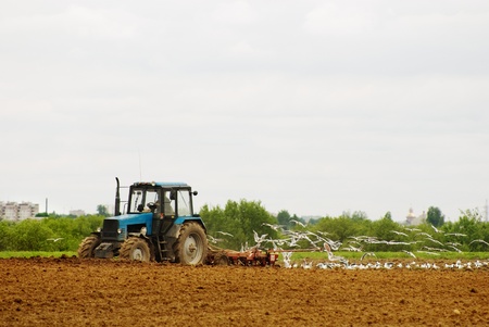 The tractor ploughs an agricultural field and behind white birds flyの写真素材