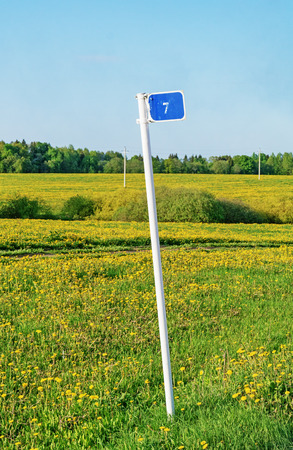 The pointer near the road on a field with yellow dandelions.の写真素材