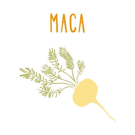 Maca root. Vector hand drawn illustration.のイラスト素材