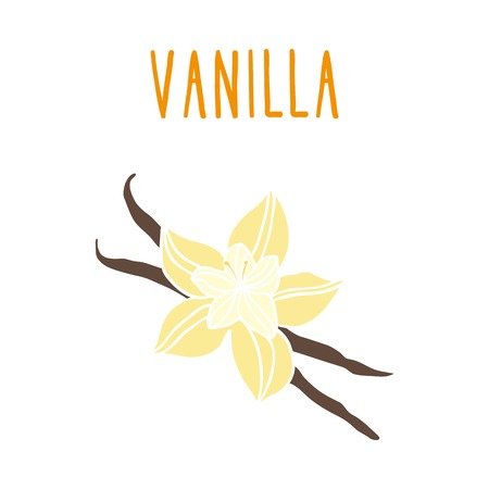 Vanilla beans. Vector hand drawn illustration.のイラスト素材