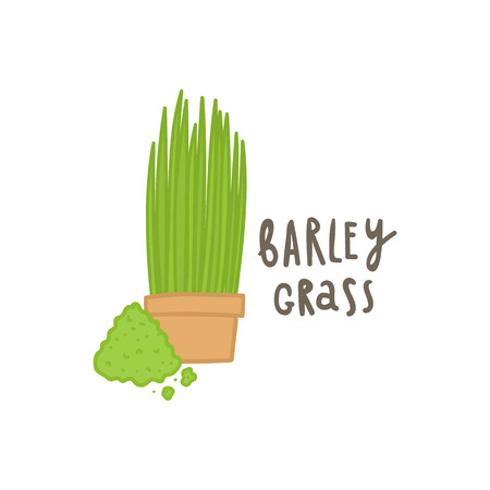 Barley grass superfood. Vector hand drawn illustrationのイラスト素材