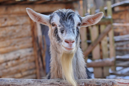 close-up portrait of smiling goat headの写真素材