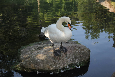 A White swan on a pond is on the big stone close upの写真素材