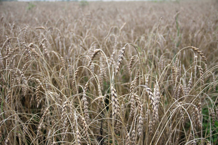 a backdrop of ripening ears of yellow wheat field in rural meadow nature, rich harvest with copy spaceの写真素材