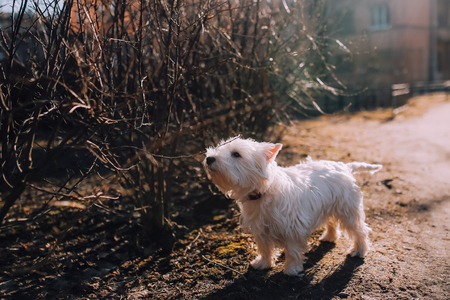 Dog at autumn park, sunset warm raysの写真素材