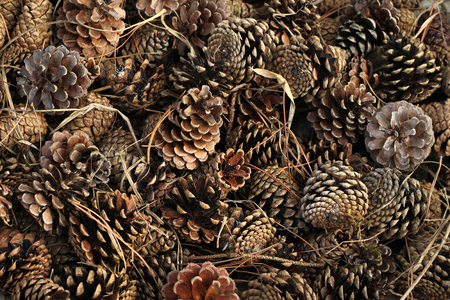 Brown pine cones and needlesの写真素材