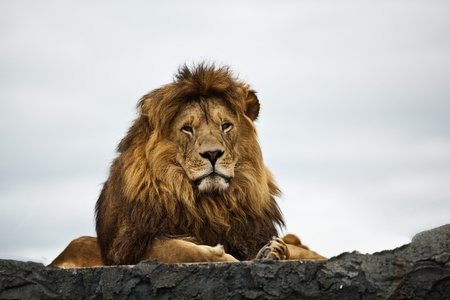LIONの写真素材