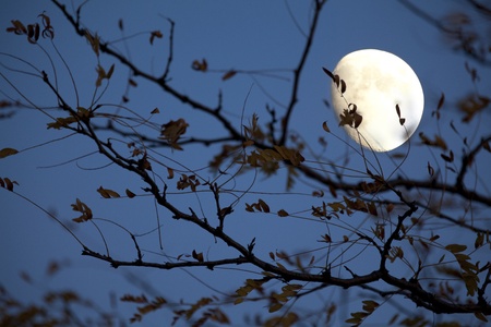 Moon behind leavesの写真素材