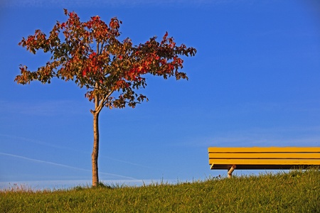 Fall tree and benchの写真素材