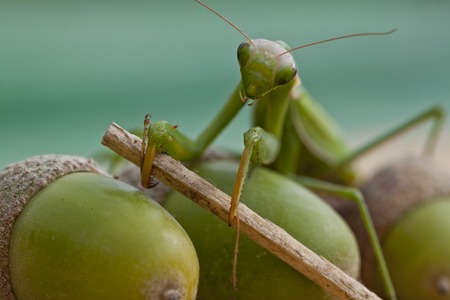 European mantis holding branch in its claws