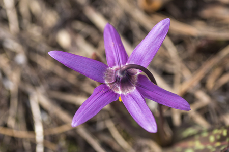 first spring flowers, snowdrops in garden, sunlightの写真素材