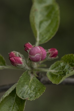 Spring blooming apple tree in the gardenの写真素材