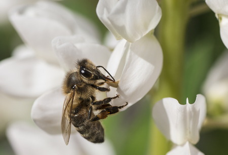 bee collects honey from a flower blueの写真素材