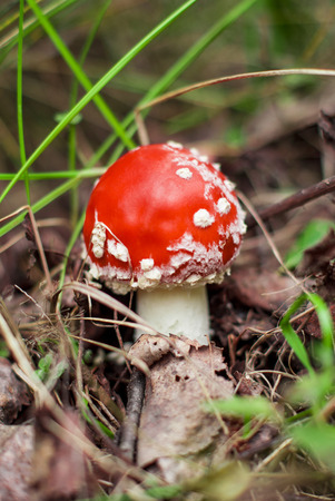 mushroom standing in the woods under a tree among the leavesの写真素材