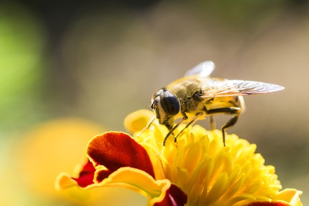 bee collects honey from a flower blueの写真素材