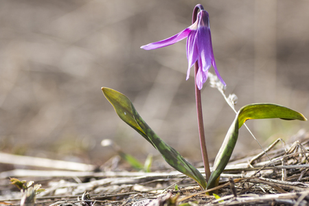 first spring flowers, sunlightの写真素材