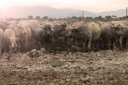 Thai buffalo, Thasala Nakhon Si Thammarat Thailand
