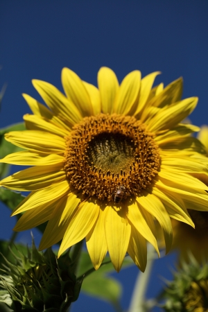 sunflowerの写真素材