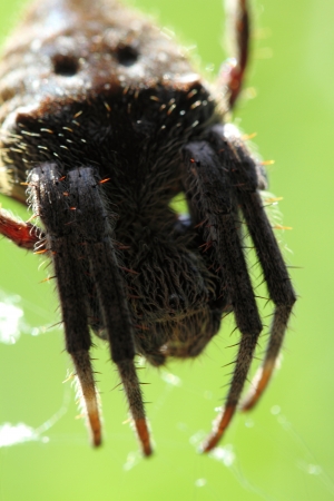 spider の写真素材