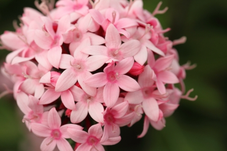 Flowerの写真素材