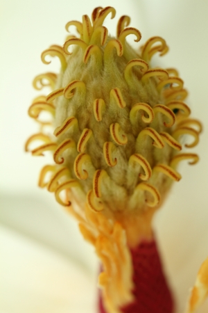 Pollenの写真素材