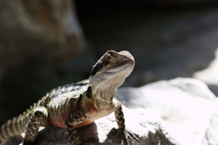 Dragonの写真素材