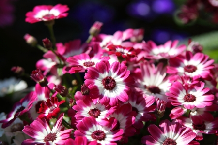 Flowerの写真素材