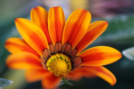 Flowerの写真素材