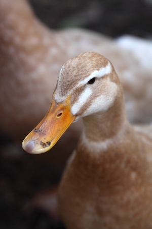 Duckの写真素材