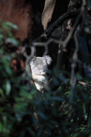 koalaの写真素材