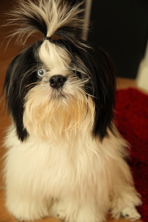 puppyの写真素材