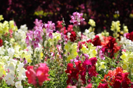 flowerの写真素材