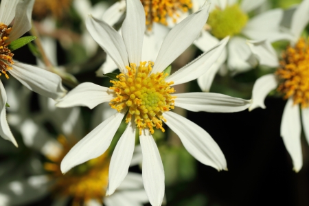 white flower の写真素材
